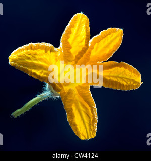 Fleur de courgette jaune lumière vive studio cut out fond sombre dans la netteté de l'image (empilage) jardin des plantes alimentaires vegetab Banque D'Images