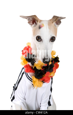 Whippet habillé en fan de l'Équipe nationale de football allemande Banque D'Images