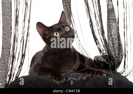 Bengal Cat. Adultes noir couché sur un coussin noir en face de la dentelle curtian. Studio photo Banque D'Images