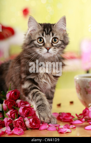 Angora allemand Cat. Chaton avec fleurs rose Banque D'Images