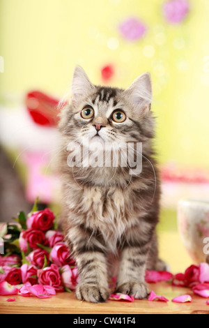 Angora allemand Cat. Chaton avec fleurs rose Banque D'Images