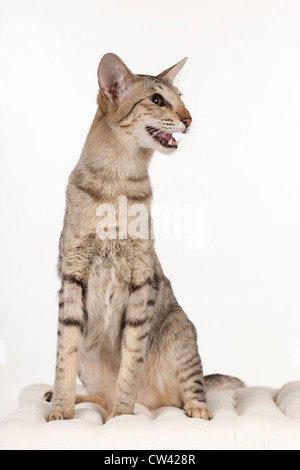 Oriental. Chat adulte assis sur un coussin blanc tandis que meowing. Studio photo sur un fond blanc. Banque D'Images