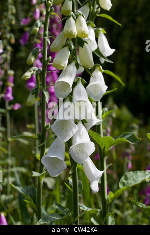 Digitales (Digitalis purpurea). Tiges de fleurs. Variétés de couleurs violet et blanc. Banque D'Images