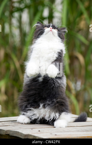 British Longhair. Le noir et blanc chaton assis sur son arrière-train sur une table de jardin Banque D'Images