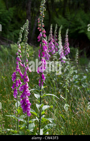 Digitales (Digitalis purpurea). Tige avec des fleurs. Vingt à 80 fleurs peuvent être trouvés sur une même tige. Calthorpe vaste SSSI, NNR. Banque D'Images