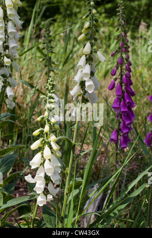Digitales (Digitalis purpurea). Tiges de fleurs. Variétés de couleurs violet et blanc. Banque D'Images