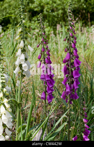 Digitales (Digitalis purpurea). Tiges de fleurs. Variétés de couleurs violet et blanc. Banque D'Images