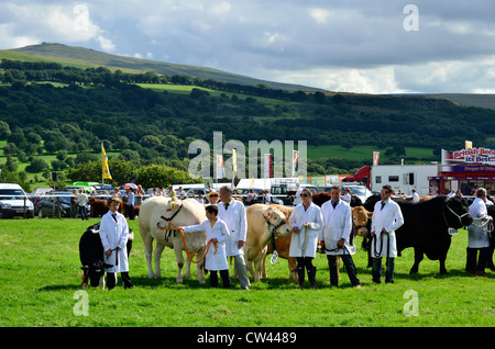 Bovins primés à Okehampton Show Banque D'Images