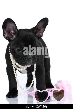 Bouledogue français chiot debout. avec des lunettes en forme de cœur et un collier de perle. Studio photo sur un fond blanc. Banque D'Images