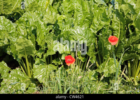 Un gros plan de croissance de la betterave à sucre sur les terres agricoles en Afrique du Norfolk, Angleterre, Royaume-Uni, avec deux coquelicots. Banque D'Images