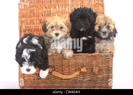 Bichon Havanais. Quatre sept semaines chiots dans un grand panier studio photo sur un fond blanc. Banque D'Images