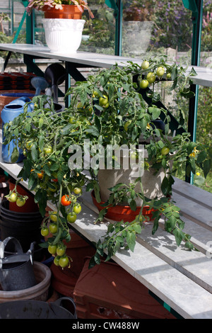 TOMATE DE FUITE MASKOTKA. POT DE SERRE CULTIVÉ. Banque D'Images