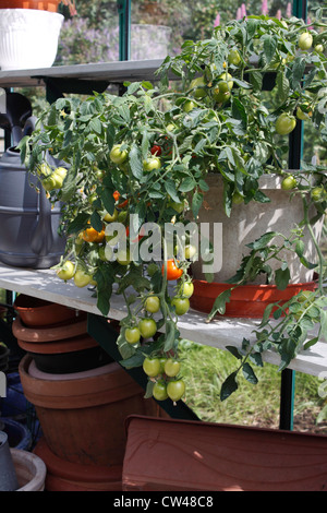 TOMATE DE FUITE MASKOTKA. POT DE SERRE CULTIVÉ. Banque D'Images