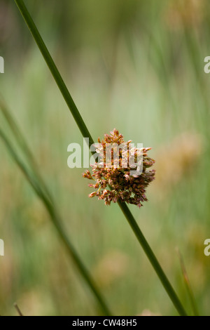 Soft ou commun (Juncus effusus). Semences de fleurs et sur le côté de la tête de section circulaire de la tige. Banque D'Images