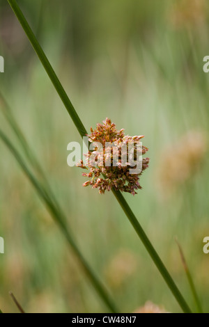 Soft ou commun (Juncus effusus). Semences de fleurs et sur le côté de la tête de section circulaire de la tige. Banque D'Images