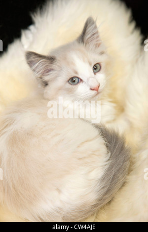 Portrait de six semaines chaton femelle Longhair domestique Banque D'Images