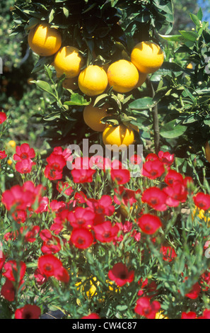 Les oranges et les fleurs de printemps dans la région de Ventura Country, CA Banque D'Images