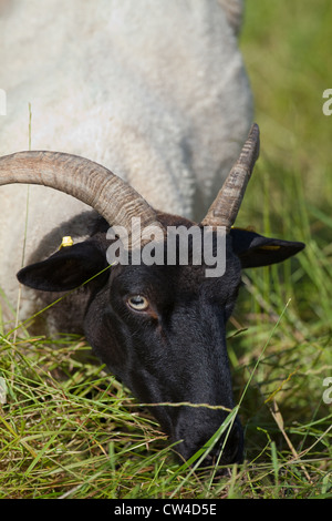 La Norfolk Le mouflon (Ovis aries). Race rare. Brebis. Le pâturage. Banque D'Images