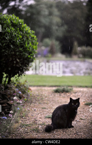 Un chat noir sur un chemin de gravier à l'aide d'un jardin Anglais UK Banque D'Images