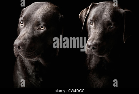 Touche Bas tourné de deux beaux labradors chocolat Banque D'Images