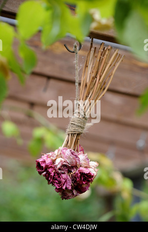 Roses séchées suspendu dans un conservatoire de maigre avec une vigne UK Banque D'Images