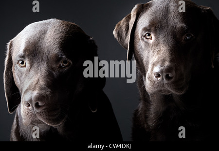 Touche Bas tourné de deux beaux labradors chocolat Banque D'Images