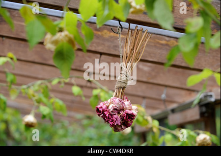 Fleurs séchées suspendu dans un conservatoire de maigre avec une vigne UK Banque D'Images