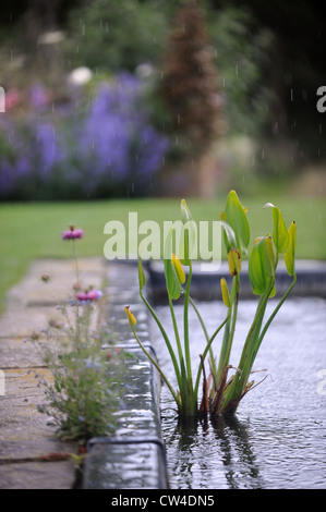 Un étang lawn et herbacées dans les frontières d'un jardin Anglais UK Banque D'Images