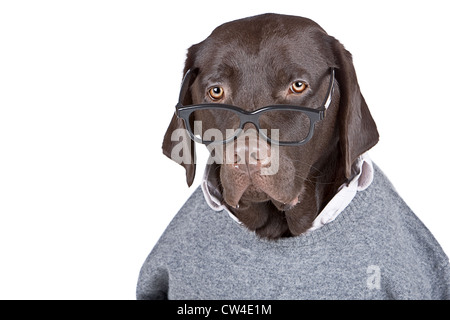 Vue d'un chien intelligent à blanc contre Banque D'Images