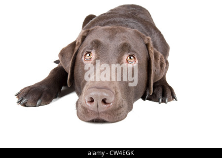 Labrador chocolat couché Banque D'Images