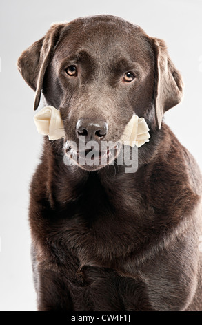 Labrador chocolat avec Rawhide Bone Banque D'Images