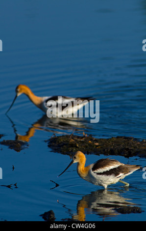 Avocettes Recurvirostra americana (américain) d'une pataugeoire pour les insectes aquatiques/crustacés près de la rive de l'étang, Aurora Colorado nous. Banque D'Images