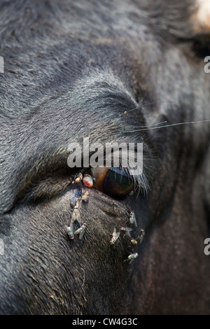 Œil d'une vache Gloucester ; être harcelé par les mouches. Retrouvez 'Fly' bovins causes de dépenser de l'énergie dans les comportements d'évitement. Banque D'Images