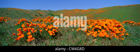 Coquelicots et de fleurs sauvages, Antelope Valley, Californie Banque D'Images