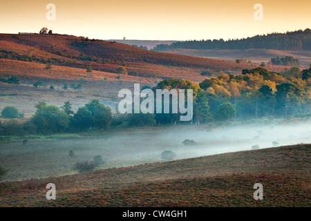 Un matin tôt vue de Rockford, commune dans le parc national New Forest, à l'automne avec brouillard Banque D'Images