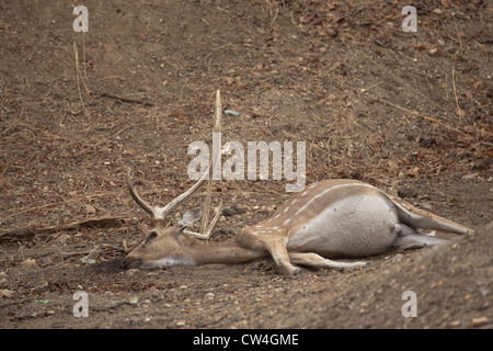 Cerfs communs repèrés morts gisant sur le sol de la forêt avec ses yeux .jaugé Pench Tiger Reserve / National / Sanctuary MP Inde Banque D'Images