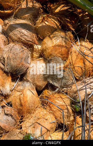 De coco fraîchement récoltés à partir de cocotiers sur l'île de Ko Sumai, Thaïlande. Banque D'Images