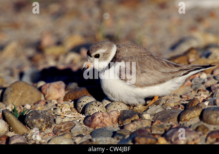 Pluvier siffleur (Charadrius melodus) Banque D'Images