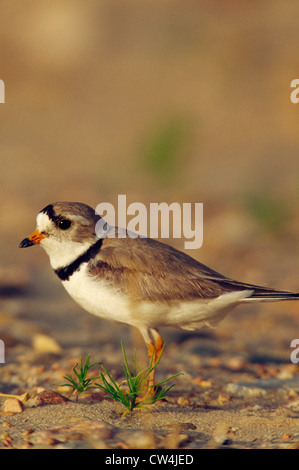 Pluvier siffleur (Charadrius melodus) Banque D'Images