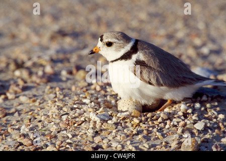 Pluvier siffleur (Charadrius melodus) sur la plage de sable de gravier Banque D'Images