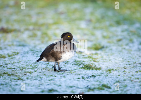 Fuligule morillon (Aythya fuligula). Femme, marchant sur les terres gelées. Remarque posture droite d'une sous-espèces de canards. Banque D'Images