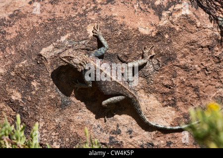 Lizard sur un rocher dans le sud de l'Atlas, Maroc Banque D'Images