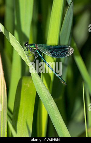 Demoiselle Calopteryx splendens bagués sur l'usine de l'eau Banque D'Images