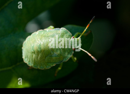 Greenshield bug sur oak tree leaf Banque D'Images