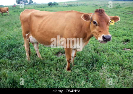 Les vaches Jersey ENREGISTRÉ DANS LES PÂTURAGES / WISCONSIN Banque D'Images