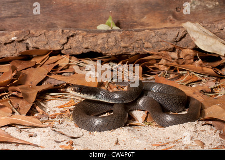 Le nord de l'black racer - Coluber constrictor constrictor Banque D'Images