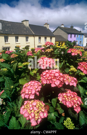 Magnifiques fleurs roses dans le môle Village, West Cork, Irlande Banque D'Images