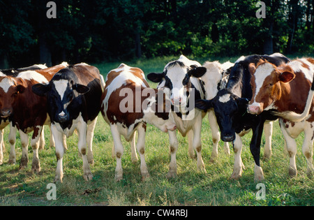 Les génisses Holstein AU PÂTURAGE ; QUELQUES NOIR ET BLANC ET DU ROUGE ET BLANC / NEW YORK Banque D'Images