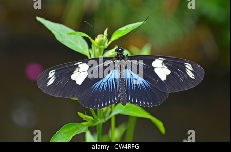 Petit papillon bleu Grecian Banque D'Images