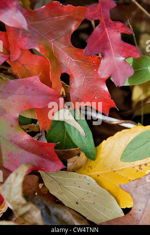 Feuilles de chêne sur le sol forestier, Ft Worth, Texas, USA Banque D'Images